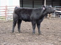 Tag 54 Hannibal steer.JPG