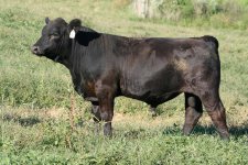 younger fall bull  3x5.jpg