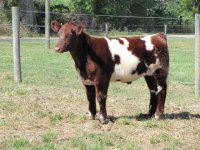 cattle4.jpg