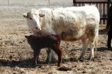 Diamond Topaz Dottie and Prophecy 21P calf.jpg