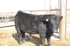 2010 Sem-Ang Bull 081.JPG