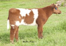 Tag 6 Steer.jpg