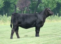 Grandmaster Heifer.jpg
