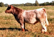 Dr. Who X Appendix Shorthorn Steer taken Sept 16th internet.jpg