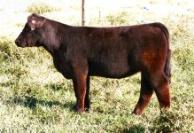 Tag 32 Heat Wave X Who Made-Meyer 734 Heifer taken Sept 26th 2011.jpg