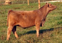 11-200 Uno Mas X Who Made Who- Northern Improvement heifer taken 10-13-2011 internet.jpg