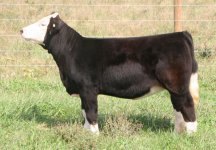 Tag 11-012 Grizzly X Messanger-Hostage Heifer taken Oct 13th 2011 internet.jpg