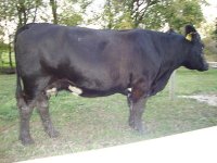 simmy cow 10-15.jpg