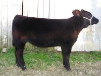 034Leroy Brown Heifer.jpg