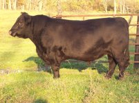 Emblazon bull 004.JPG