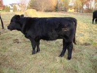 hot shot calf 2.jpg