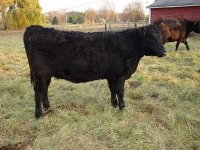 angus heifer.jpg