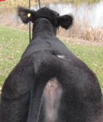 Heatwave x Who top view.jpg