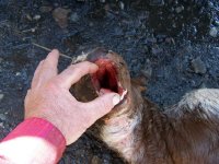 Cleft palate - hydro calf.jpg
