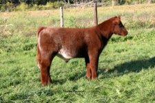 getserious_shorthornsteer_2.jpg