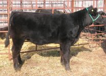 CWA Smilin Bob Heifer.jpg