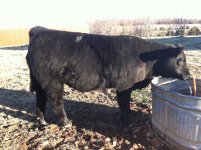 jan 14 steers 3.jpg