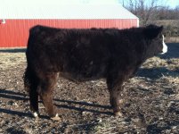 jan 14 steers 2.jpg