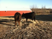 jan 14 steers 1.jpg