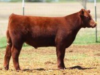 Talyns Steer.jpg