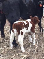 cap gains just born.jpg