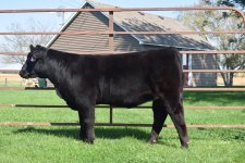 Rodger That X Sooner-Lifeline Heifer.jpg