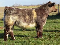 Deception-Bull.jpg