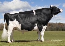 014ho03597bull.jpg