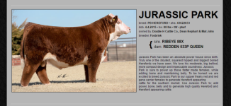 herefordbull.PNG