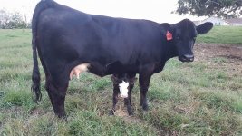 mae and broadway calf 2.jpg