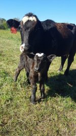 elsa and calf.jpg