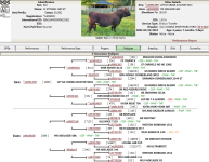 Stinger Pedigree.png