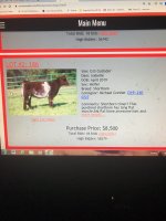 compton 8500 heifer (1).jpg