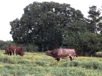 D9DDA6E2-F88F-4791-B857-633141C655CB.jpeg