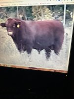dales bull 1031 c - Copy.jpg