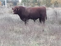 dales bull.jpg