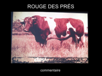 rouge des pres bull #2.jpeg