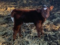 IMG_5409.jpg STINGER HEIFER MY LITTLE TEDDY BEAR.jpg