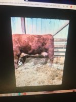IMG_2292.jpg red udder.jpg