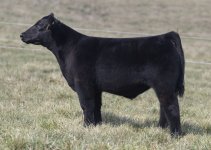 9d0328663df14ea8a9a19f2cf1b58b21.jpg MAINE STEER.jpg