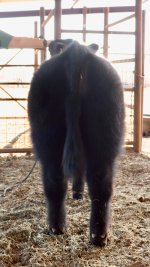 IMG_2377.jpeg