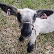 the fluffiest lambs