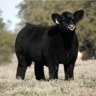 BEAST CATTLE CO