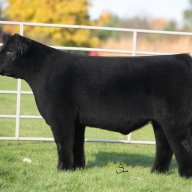 stock show 24