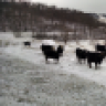 SSFSimmentals