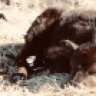 lonepinecattlecompany
