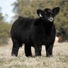 BEAST CATTLE CO