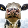 steer lover 4ever