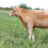 RockinTLivestock