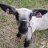 the fluffiest lambs